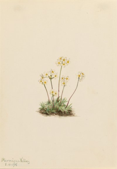 Süße Androsace (Androsace carinata) von Mary Vaux Walcott