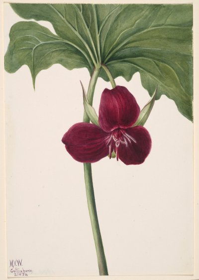 Süßes Dreiblatt (Trillium vasyi) von Mary Vaux Walcott