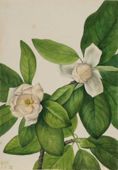 Sumpfmagnolie (Magnolia virginiana) von Mary Vaux Walcott