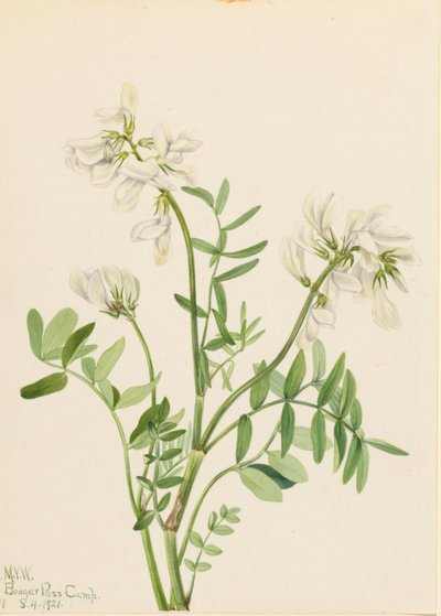 Süßklee (Hedysarum mackenzii) von Mary Vaux Walcott