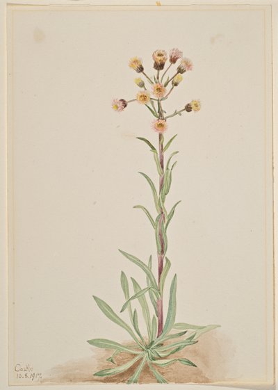 Hohe Flohblume (Erigeron acris) von Mary Vaux Walcott