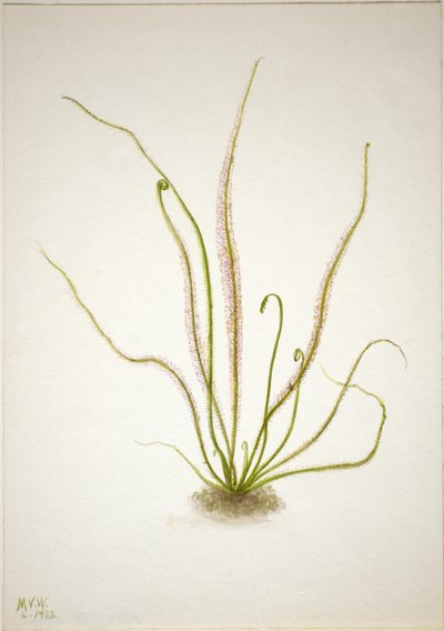Rundblättriger Sonnentau (Drosera rotundifolia) von Mary Vaux Walcott