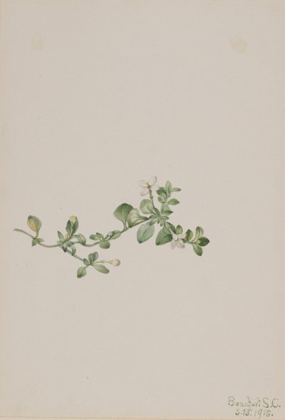 Kriechendes Houstonia (Houstonia procumbens) von Mary Vaux Walcott
