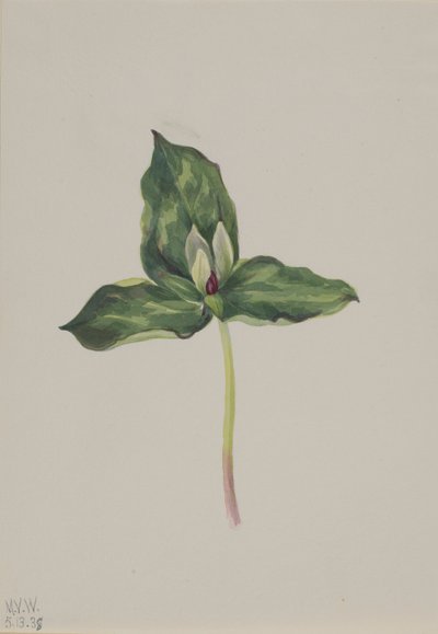 Trillium discolor von Mary Vaux Walcott