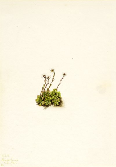 Polster-Steinbrech (Saxifraga caespitosa) von Mary Vaux Walcott