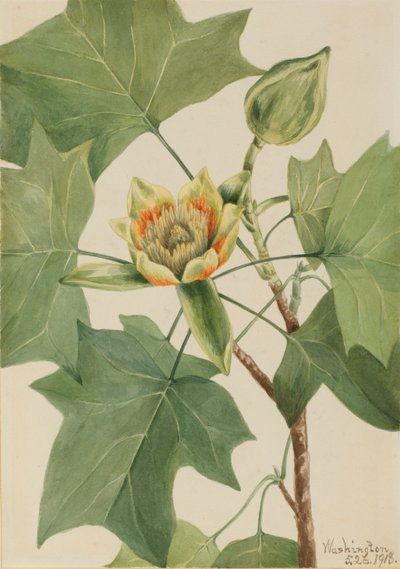 Tulpenbaum (Liriodendron tulipifera) von Mary Vaux Walcott