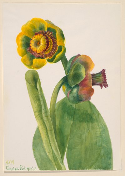 Ohne Titel - Blumenstudie von Mary Vaux Walcott