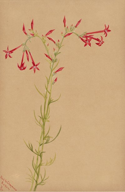 Ohne Titel - Blumenstudie von Mary Vaux Walcott