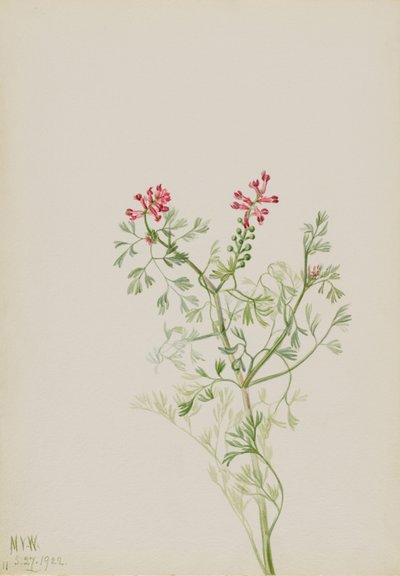 Ohne Titel--Pflanzenstudie von Mary Vaux Walcott