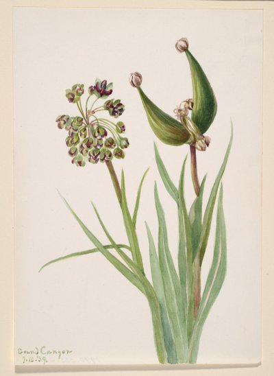 Ohne Titel--Pflanzenstudie von Mary Vaux Walcott
