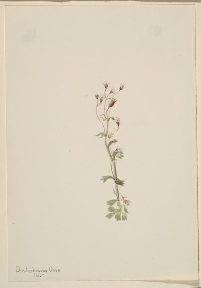 Ohne Titel - Pflanzenstudie von Mary Vaux Walcott