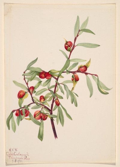 Unbetitelt--Pflanzenstudie von Mary Vaux Walcott