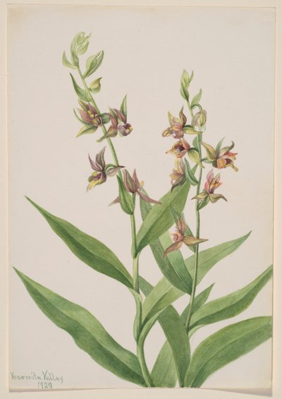 Ohne Titel - Pflanzenstudie von Mary Vaux Walcott