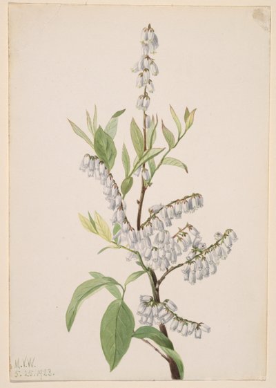 Ohne Titel - Pflanzenstudie von Mary Vaux Walcott
