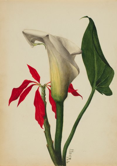 Ohne Titel (Calla-Lilie) von Mary Vaux Walcott