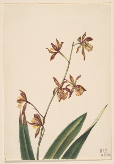 Ohne Titel (Blumenstudie) von Mary Vaux Walcott