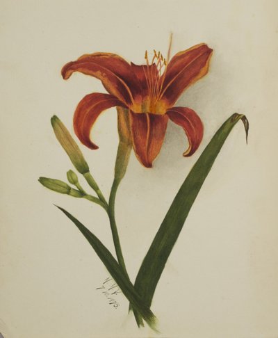 Ohne Titel (Lilie) von Mary Vaux Walcott