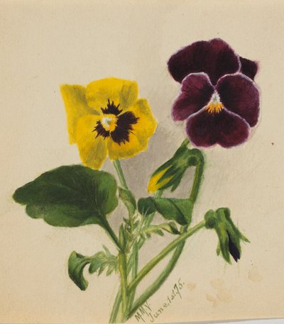 Ohne Titel (Stiefmütterchen) von Mary Vaux Walcott