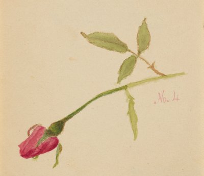 Ohne Titel (Rose) von Mary Vaux Walcott