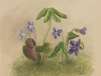 Ohne Titel von Mary Vaux Walcott