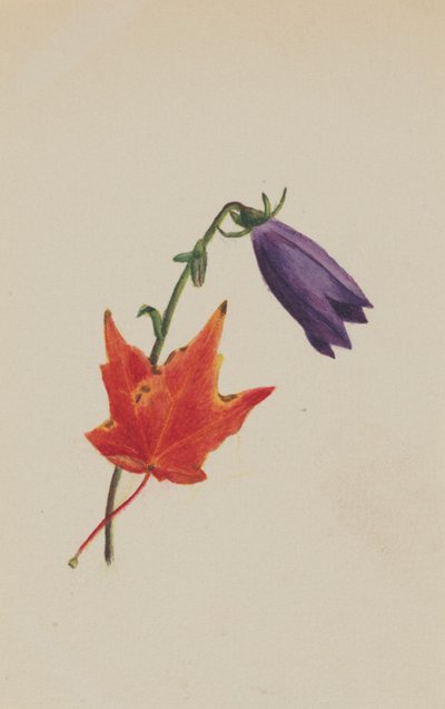 Ohne Titel, ca. 1876 von Mary Vaux Walcott