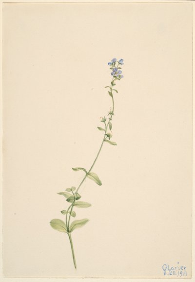 Veronica serpyllifolia von Mary Vaux Walcott
