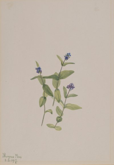 Veronica wormskjoldii von Mary Vaux Walcott