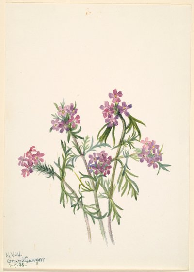 Eisenkraut (Verbena wrightii) von Mary Vaux Walcott