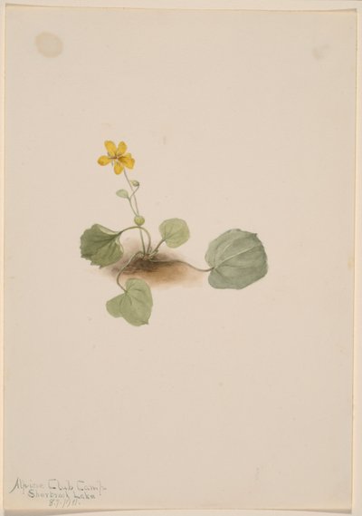 Viola orbiculata von Mary Vaux Walcott