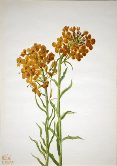 Goldlack (Erysimum wheeleri) von Mary Vaux Walcott