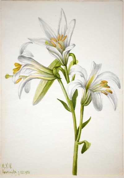 Washington-Lilie (Lilium washingtonianum) von Mary Vaux Walcott