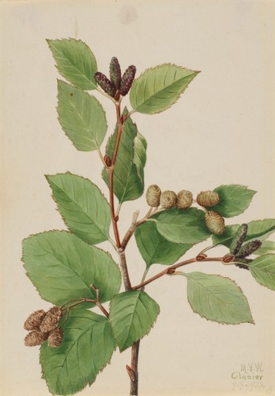 Westliche Grüne Erle (Alnus sinuata) von Mary Vaux Walcott