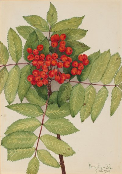 Westliche Eberesche Sorbus sambucifolia, 1918 von Mary Vaux Walcott