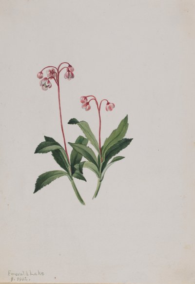 Westliche Pipsissewa (Chimaphila umbellata) von Mary Vaux Walcott