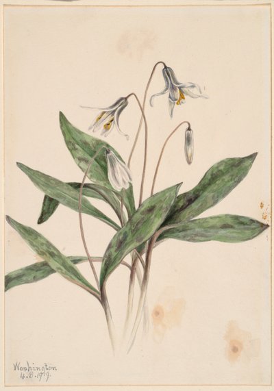 Weiße Forellenlilie (Erythronium albidum) von Mary Vaux Walcott