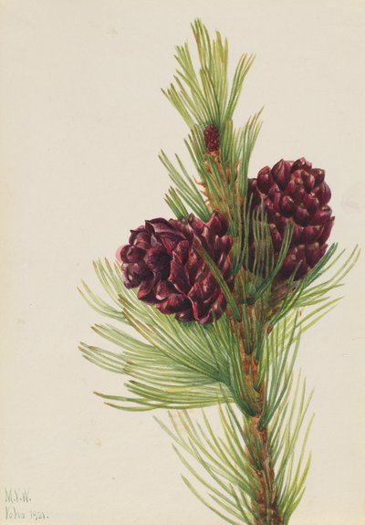 Weißrinden-Kiefer Pinus albicaulis, 1931 von Mary Vaux Walcott