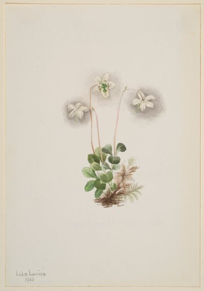 Waldnymphe (Moneses uniflora) von Mary Vaux Walcott