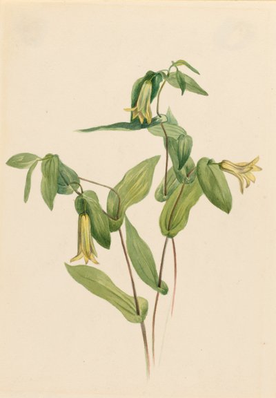 Wald-Merrybells (Uvularia perfoliata) von Mary Vaux Walcott