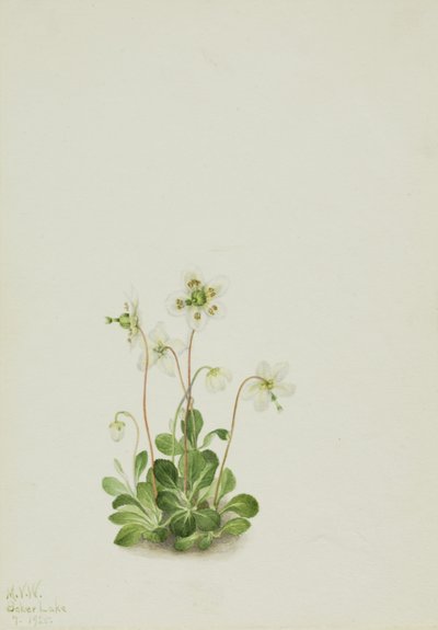 Waldnymphe (Moneses uniflora) von Mary Vaux Walcott