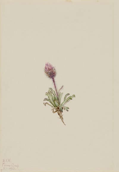 Wolliger Flohblume (Erigeron lanatus) von Mary Vaux Walcott