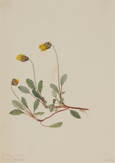 Gelbe Dryade (Dryas drummondii) von Mary Vaux Walcott