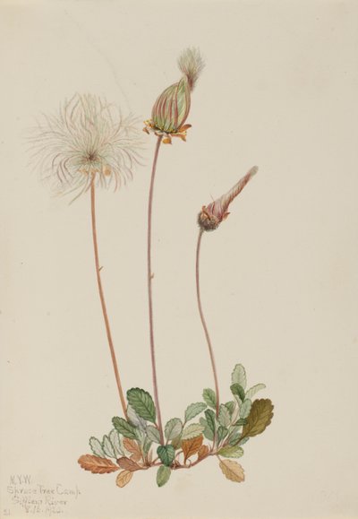 Gelbe Dryade (Frucht) (Dryas drummondii) von Mary Vaux Walcott