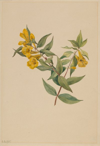 Gelber Jasmin (Gelsemium sempervirens) von Mary Vaux Walcott