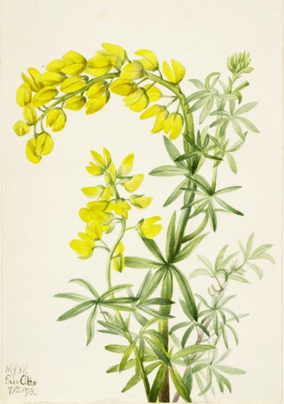 Gelber Lupine (Lupinis arboreus) von Mary Vaux Walcott