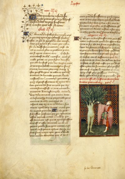 Apollo und Daphne, aus den 