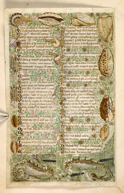 Add. 28841, f.3v: Seepferdchen, Schnecken und Muscheln, aus einem Traktat über Tugenden und Laster und einer anonymen Prosageschichte Siziliens (Fragment), ca. 1330-40 von Master of the Cocharelli Codex