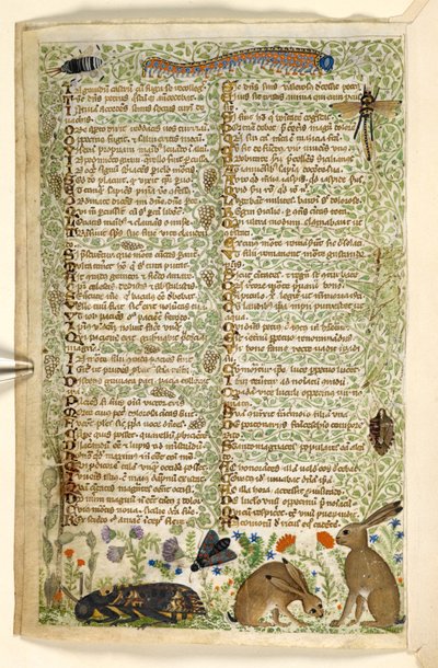 Kaninchen und Insekten, einschließlich einer Raupe, Libelle und einer Motte, aus einem Traktat über die Tugenden und Laster und einer anonymen Prosageschichte Siziliens (Fragment), ca. 1330-40 von Master of the Cocharelli Codex