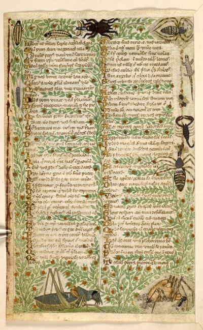 Blumen, Früchte und Insekten, einschließlich eines Skorpions und einer Eidechse. Abhandlung über die Tugenden und Laster und eine anonyme Prosa-Geschichte Siziliens (Fragment) von Master of the Cocharelli Codex