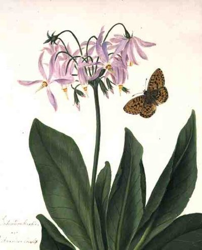 Dodecatheon Meadia und Schmetterling von Matilda Conyers