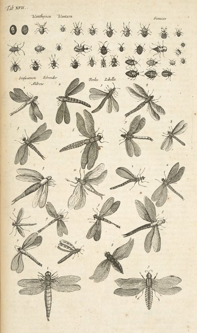 Tafel XVII, Libellen, Illustration aus 
